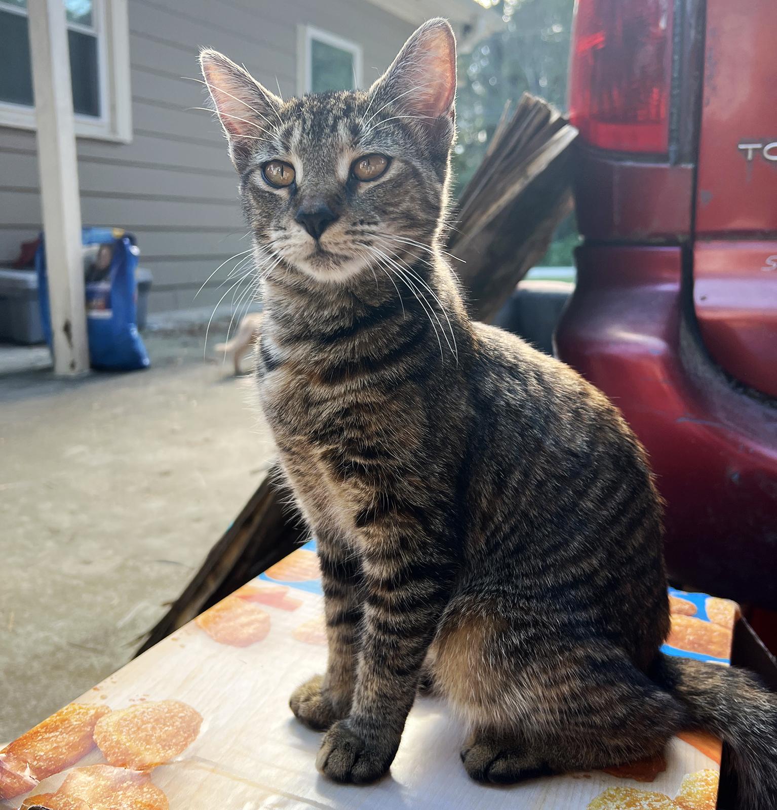 Enlarge Tobi, a ADOPTABLE Tabby in Durham, NC image 2/5