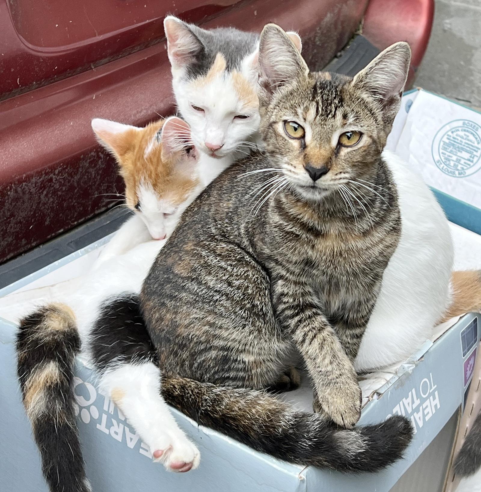 Enlarge Tobi, a ADOPTABLE Tabby in Durham, NC image 4/5