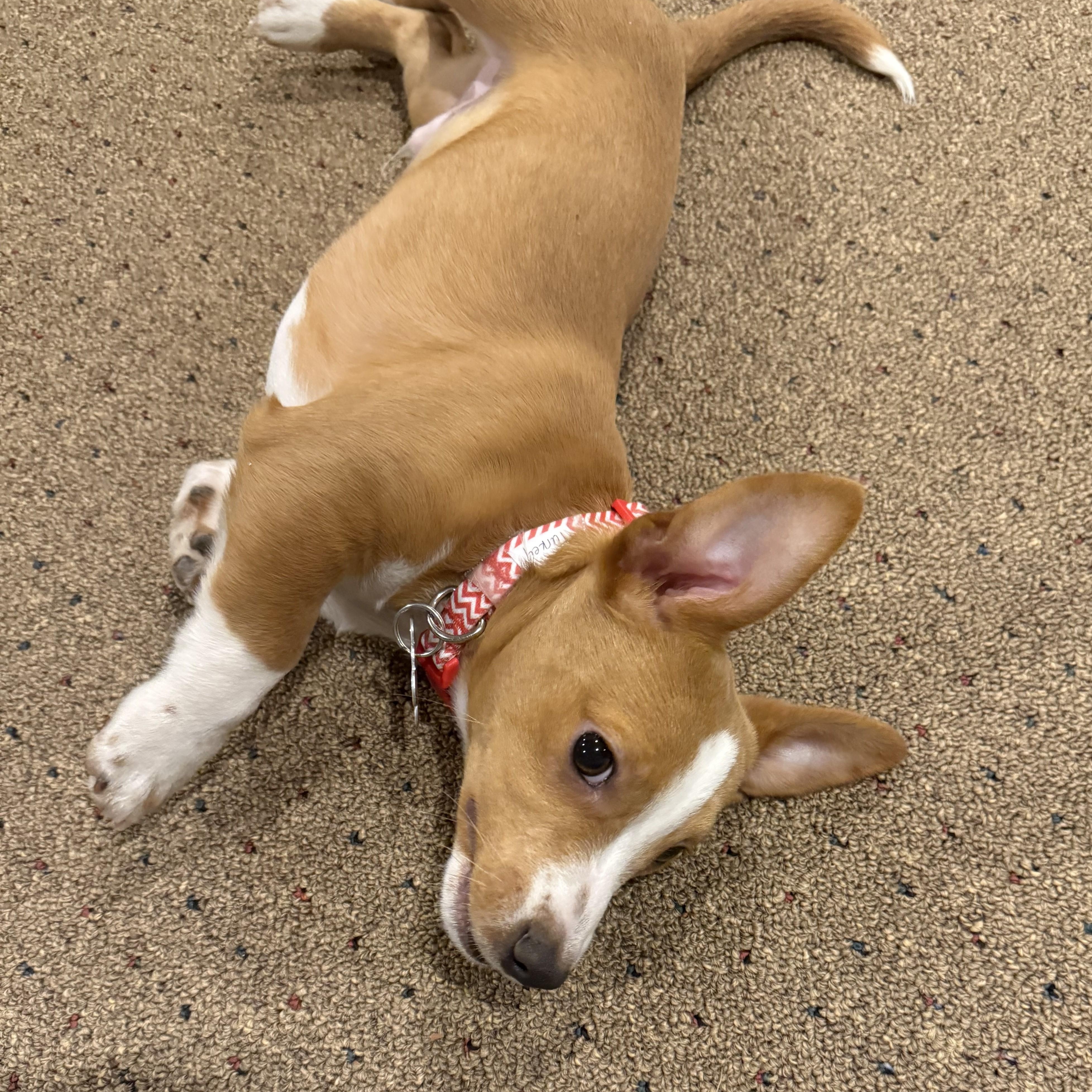 Turkey, a Adoptable mixed breed image 4/5