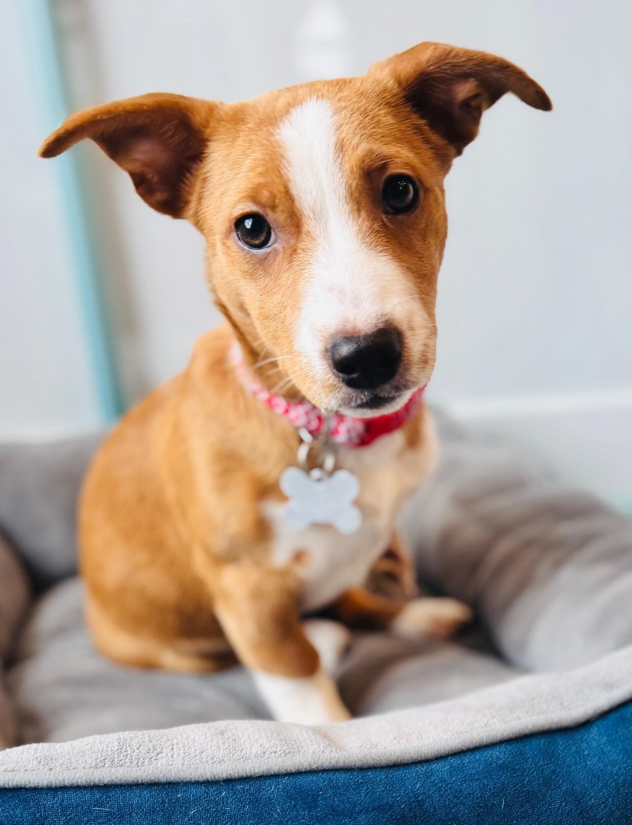 Turkey, Adoptable, Puppy Male Hound & Mixed Breed.