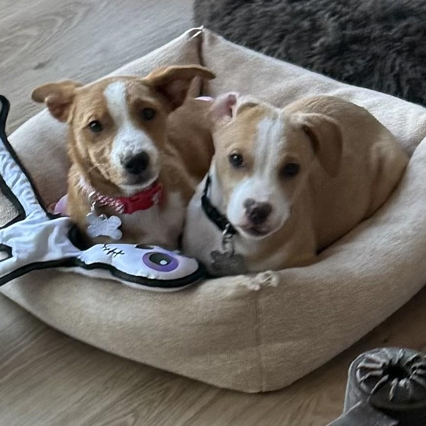 Turkey, a Adoptable mixed breed image 5/5