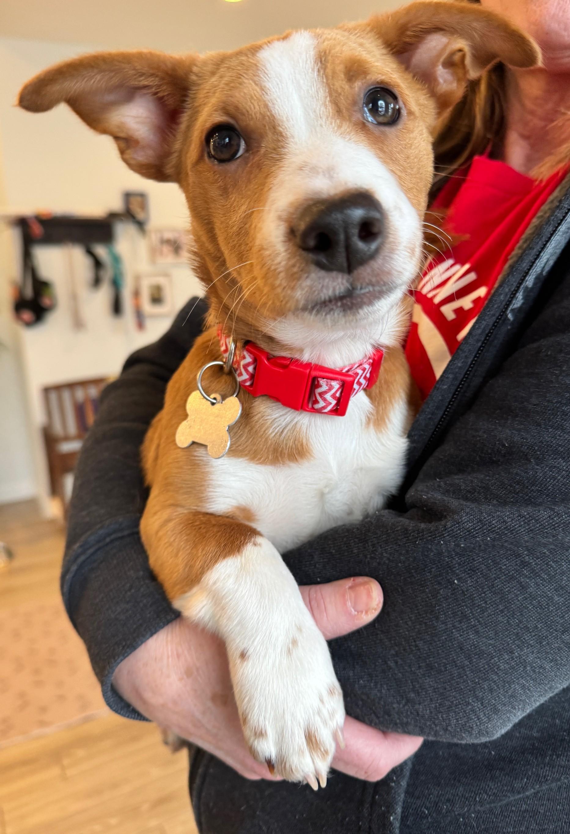 Turkey, a Adoptable mixed breed image 3/5