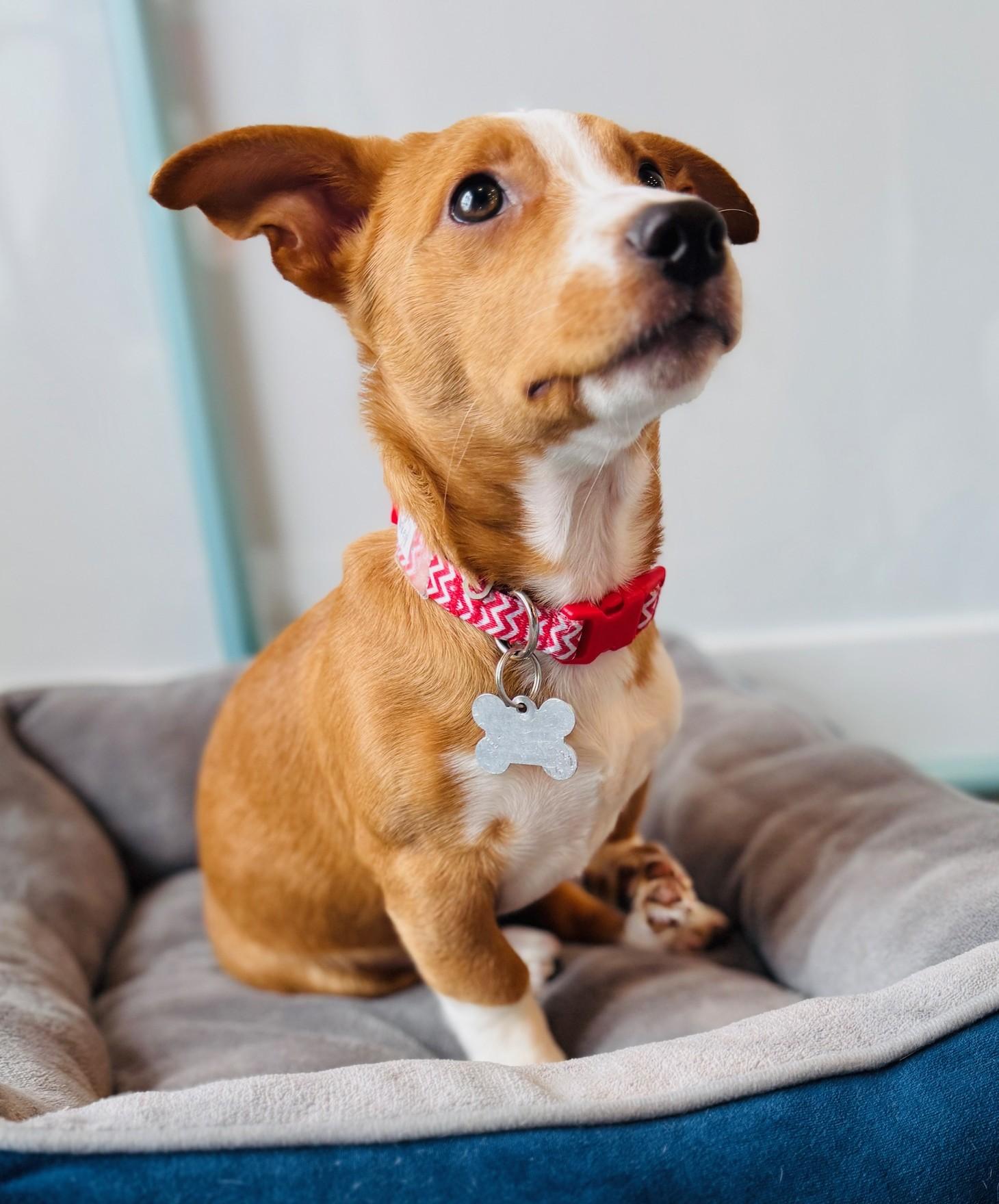 Turkey, a Adoptable mixed breed image 2/5