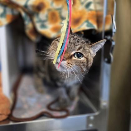 Enlarge Cassoulet, a Adoptable mixed breed in Westland, MI image 2/3