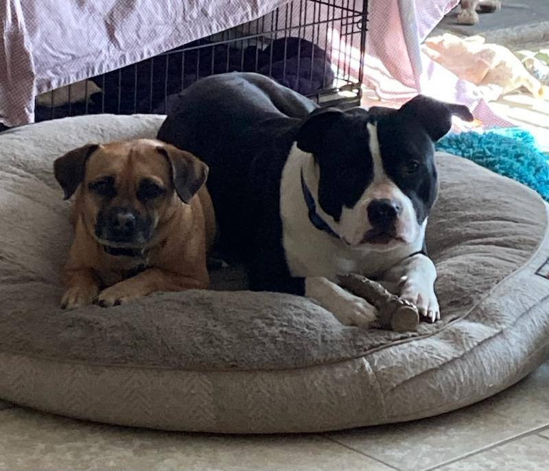 Dog for adoption Panda, an American Staffordshire Terrier in Perris