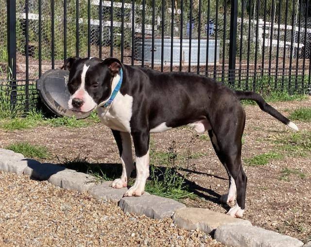 Dog for adoption Panda, an American Staffordshire Terrier in Perris