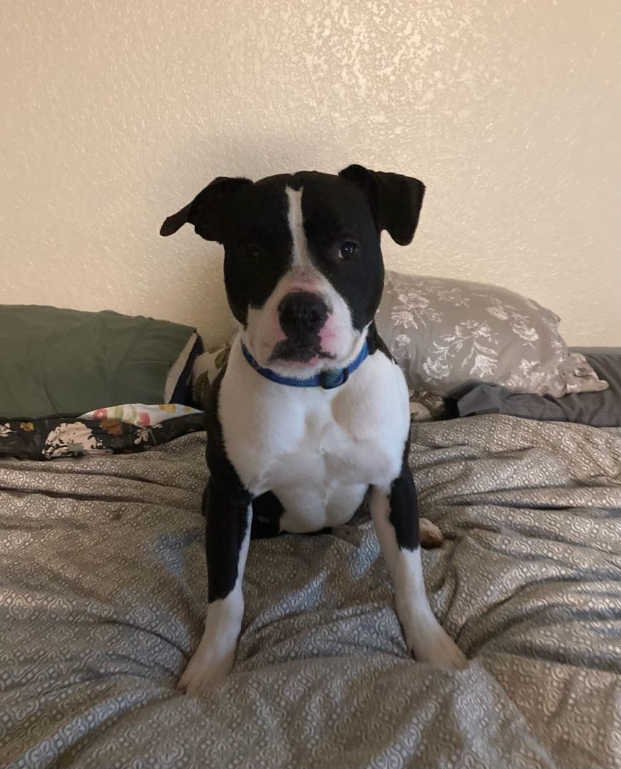 Dog for adoption Panda, an American Staffordshire Terrier in Perris