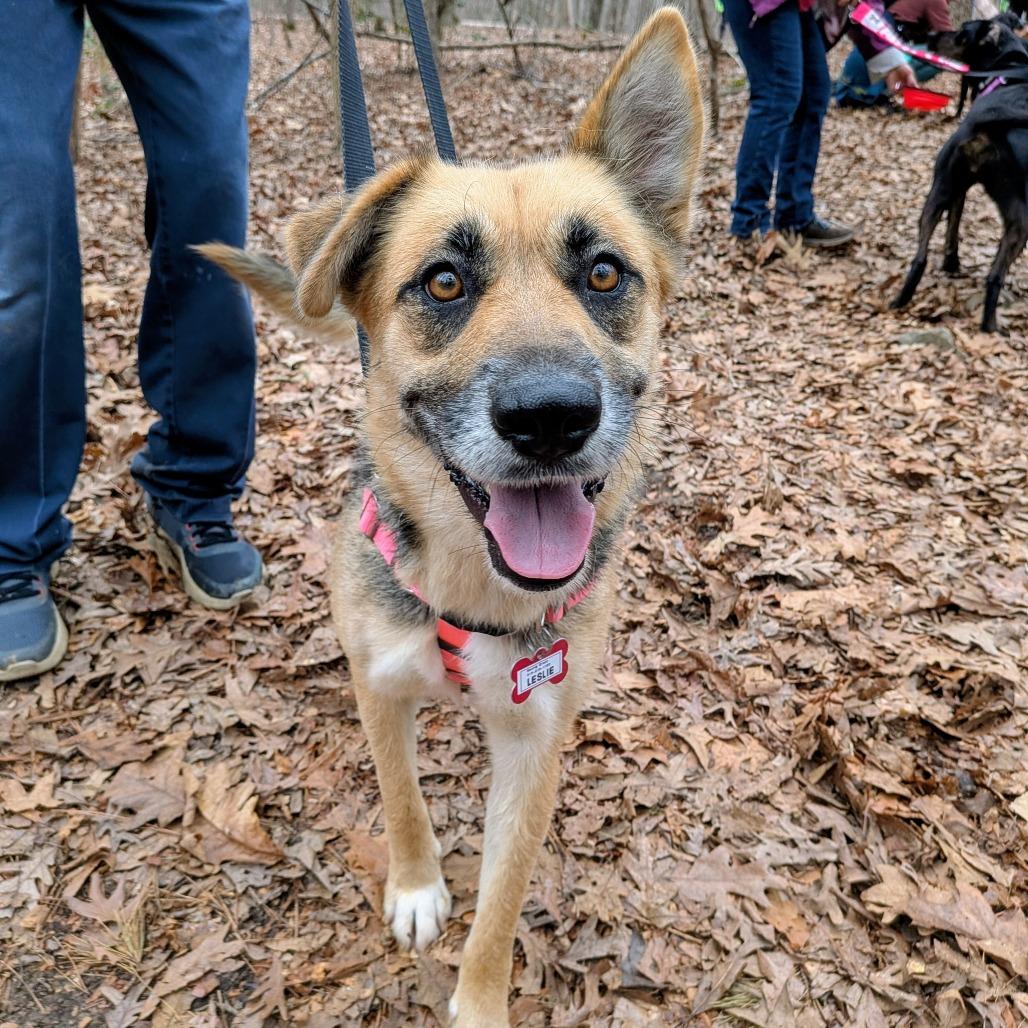 Leslie, Adoptable, Young Female German Shepherd Dog.