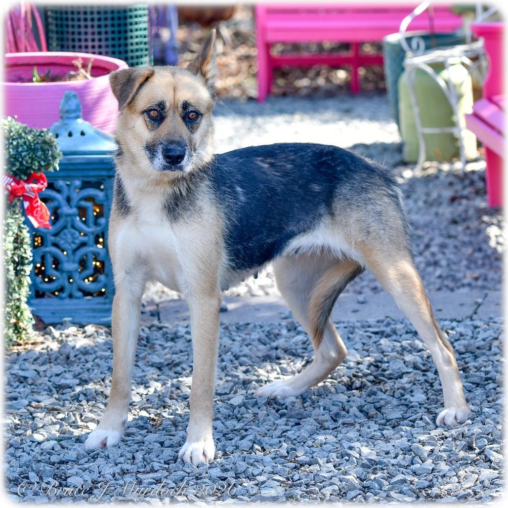 Enlarge Leslie, a Adoptable German Shepherd Dog in Wake Forest, NC image 2/5
