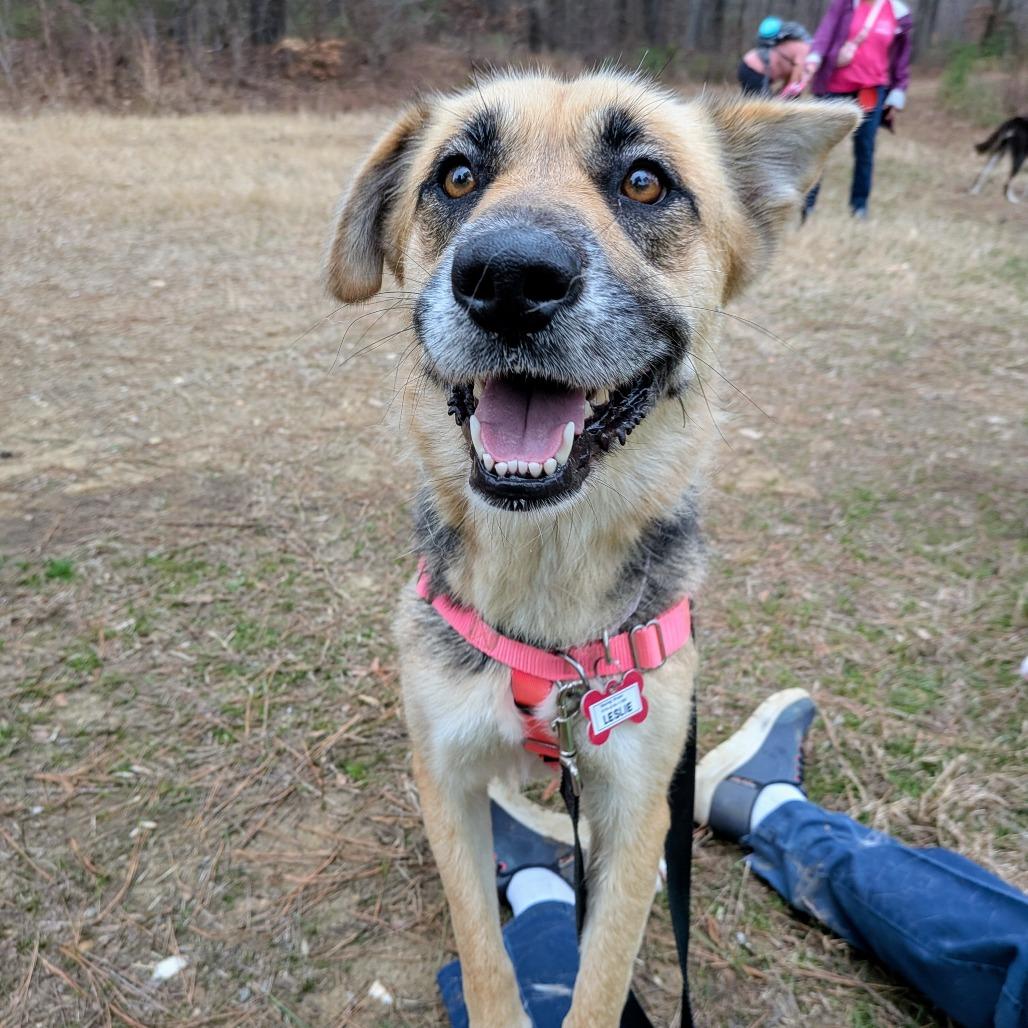 Enlarge Leslie, a Adoptable German Shepherd Dog in Wake Forest, NC image 3/5