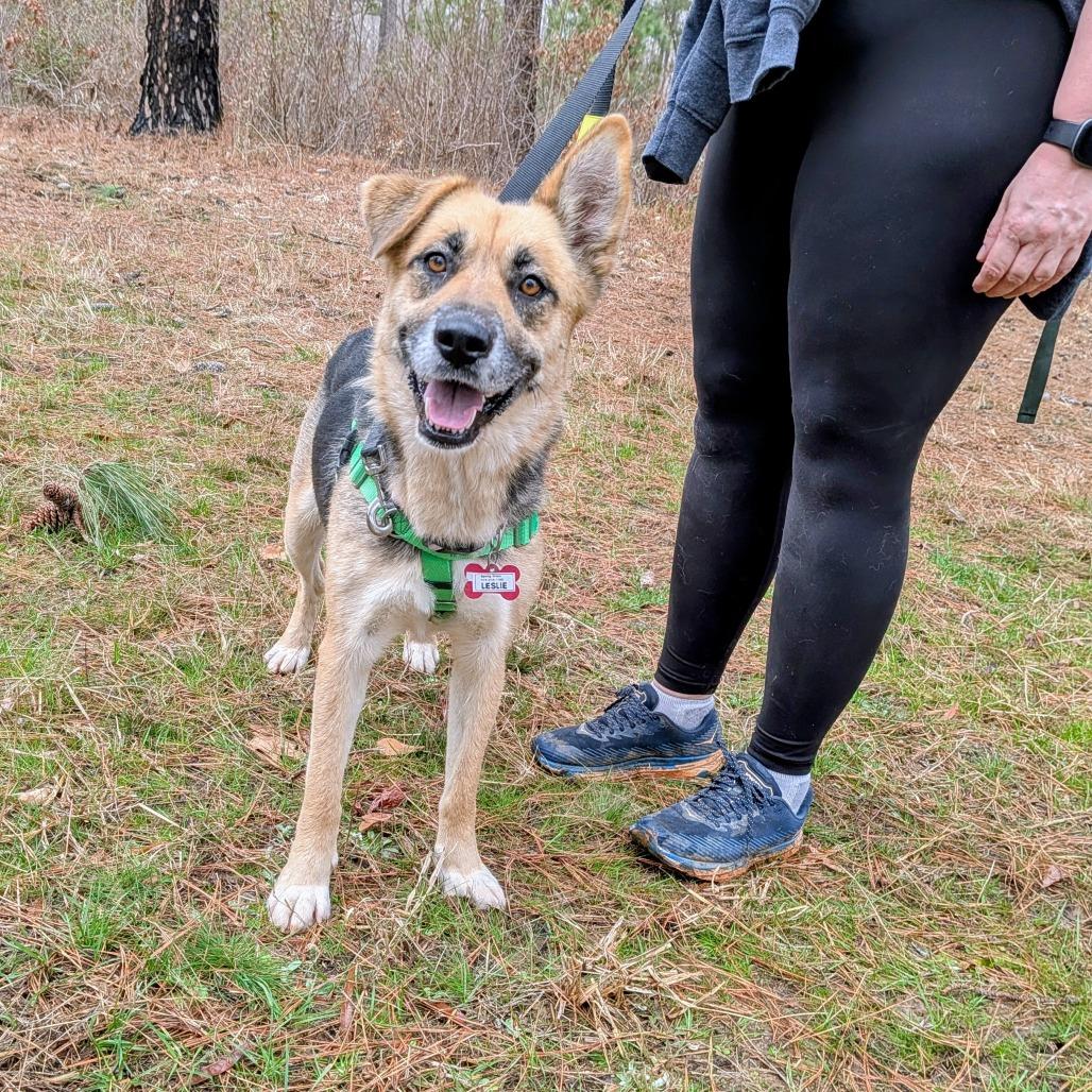 Enlarge Leslie, a Adoptable German Shepherd Dog in Wake Forest, NC image 4/5