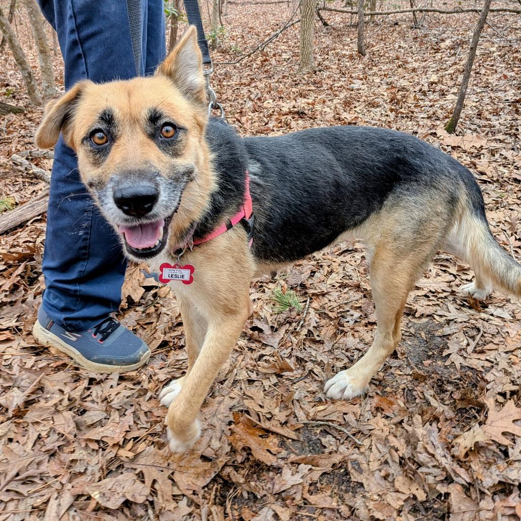 Enlarge Leslie, a Adoptable German Shepherd Dog in Wake Forest, NC image 5/5