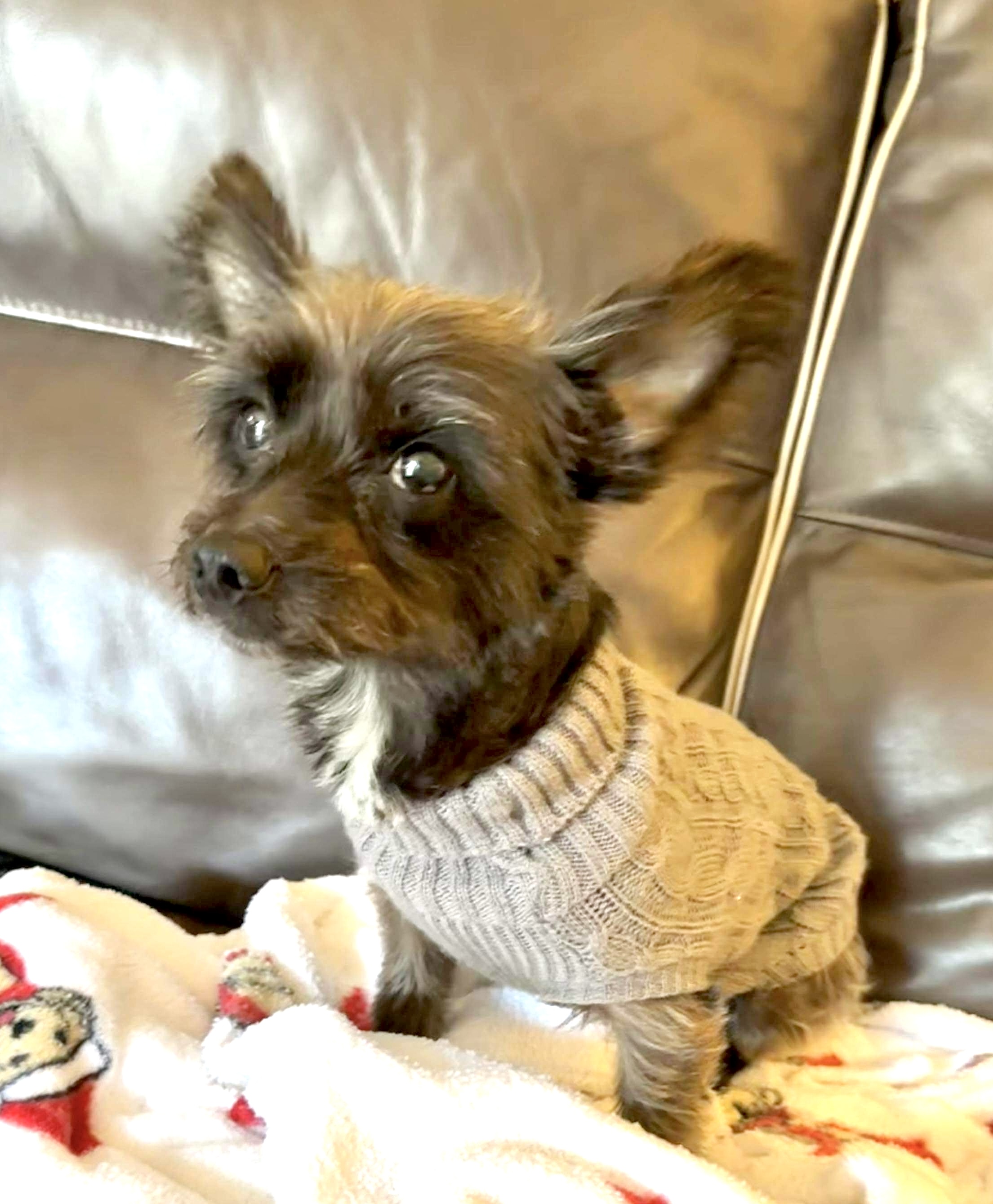 FOSTERS NEEDED FOR RESCUE DOGS, Adult Male Terrier