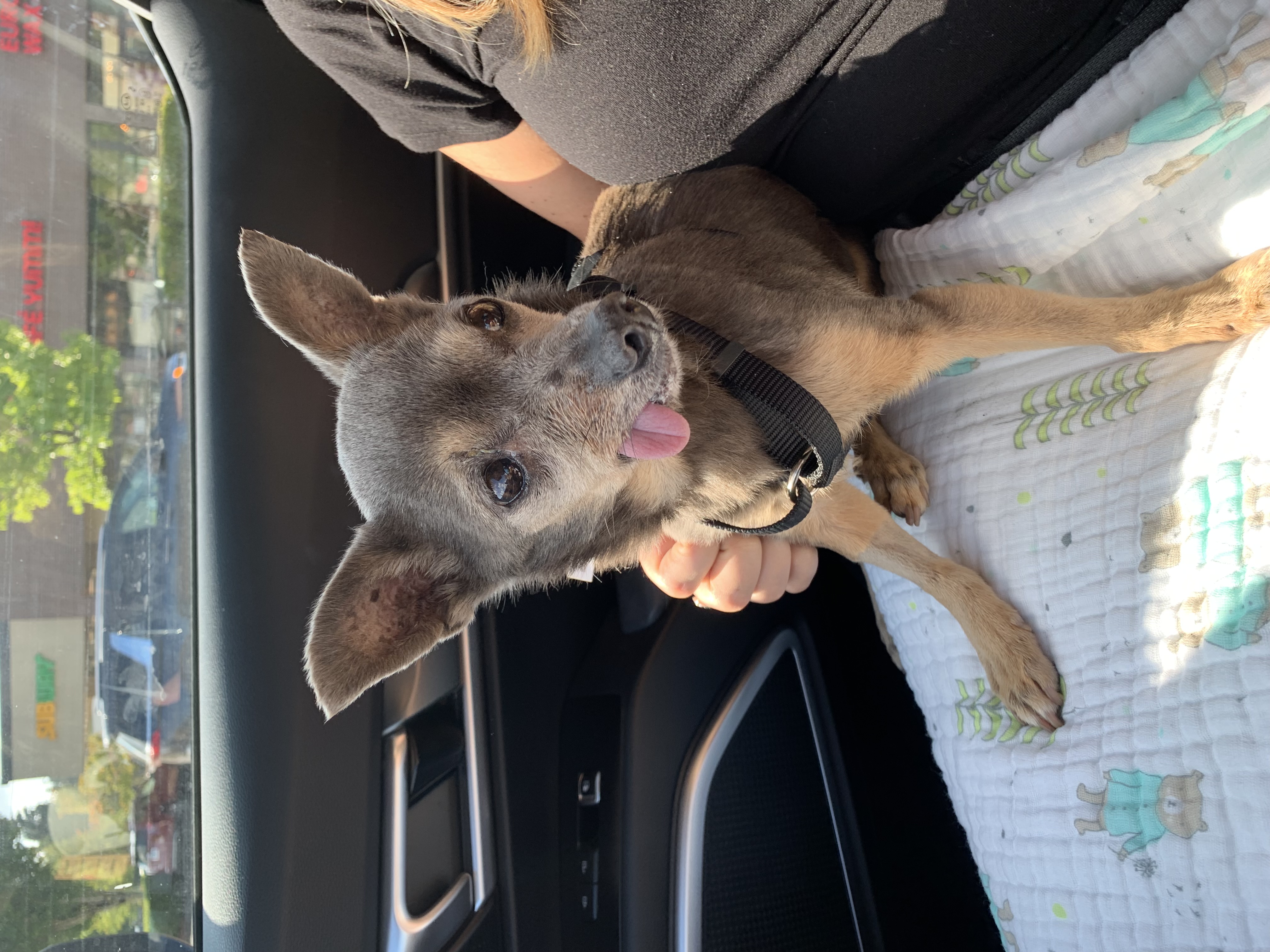 FOSTERS NEEDED FOR RESCUE DOGS photo 2