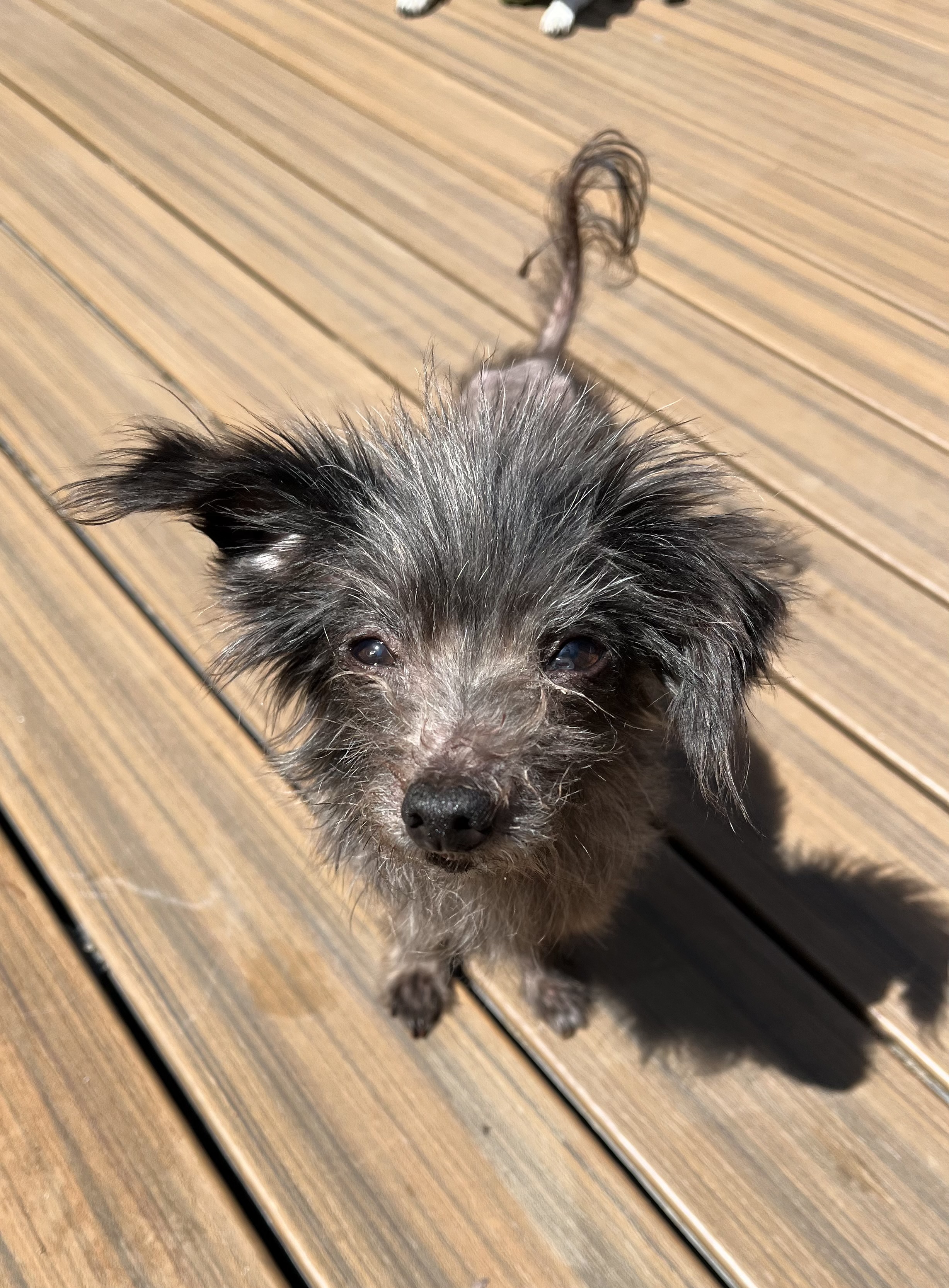 FOSTERS NEEDED FOR RESCUE DOGS photo 4