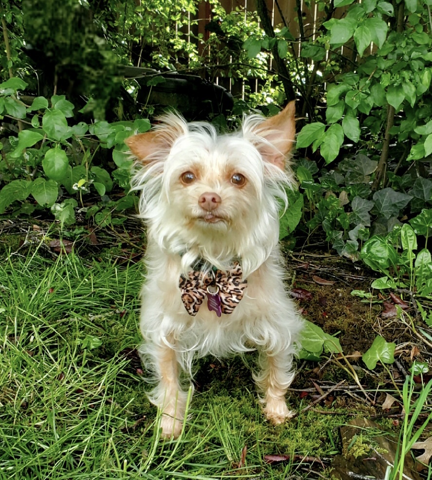 FOSTERS NEEDED FOR RESCUE DOGS photo 5