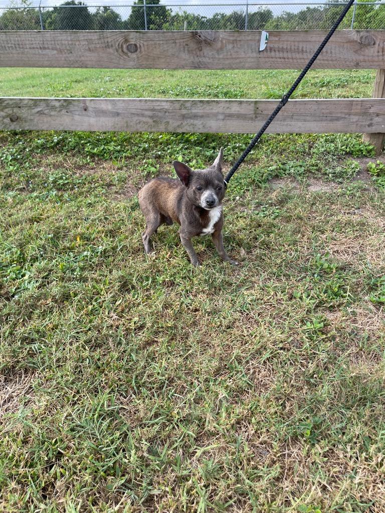 Bat man, Adopted, Adult Male Chihuahua.