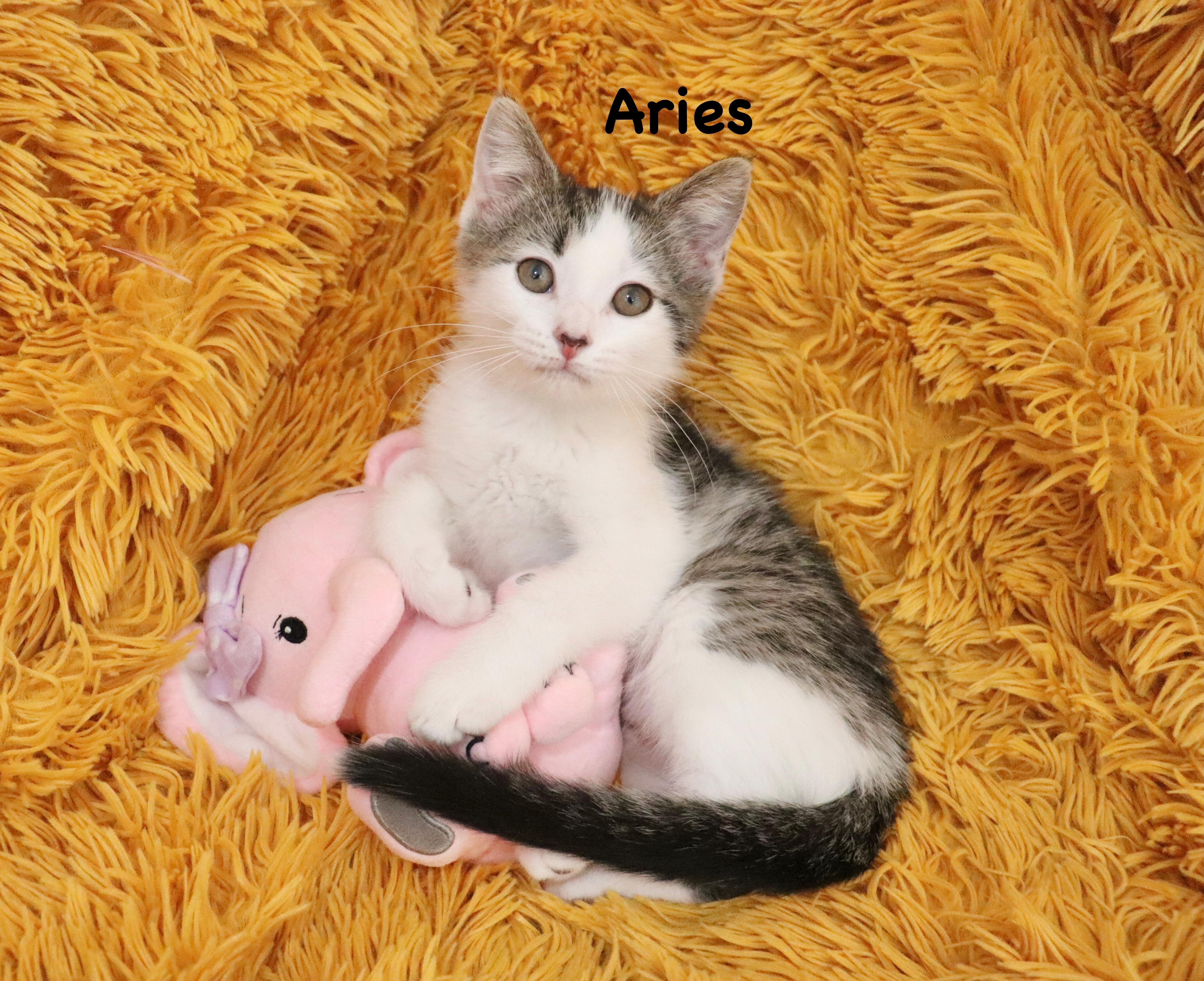 Aries, adopted, Kitten Female Turkish Van.