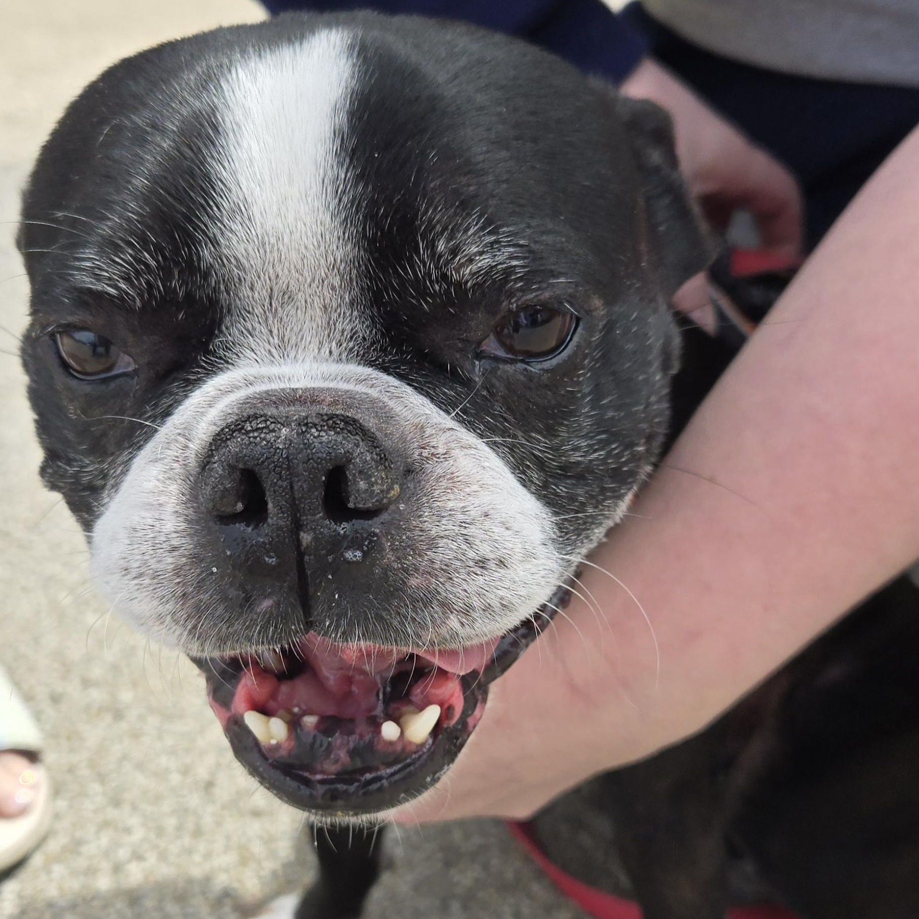 Enlarge Jack Jack, a ADOPTABLE Boston Terrier in Normal, IL image 1/5