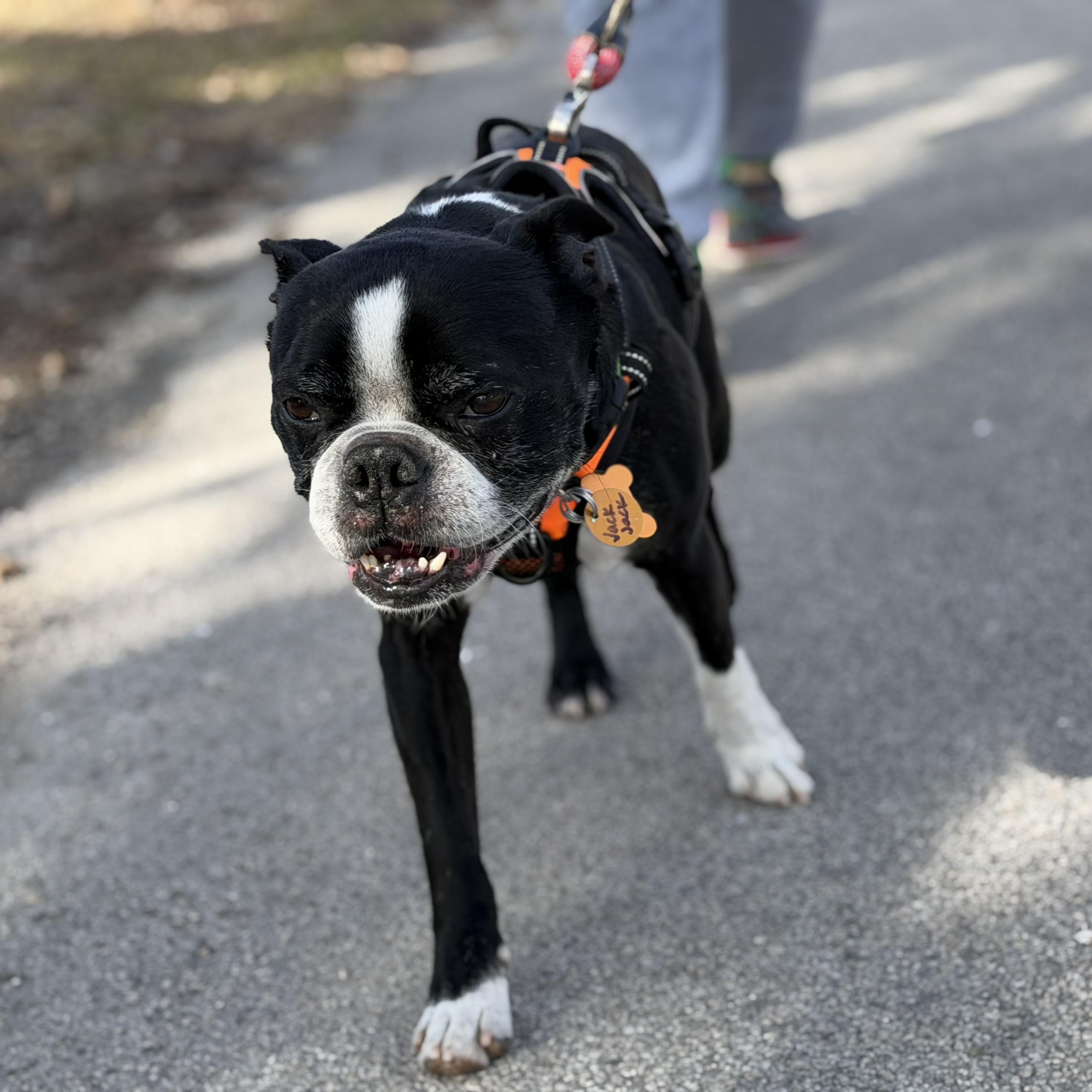 Enlarge Jack Jack, a ADOPTABLE Boston Terrier in Normal, IL image 3/5