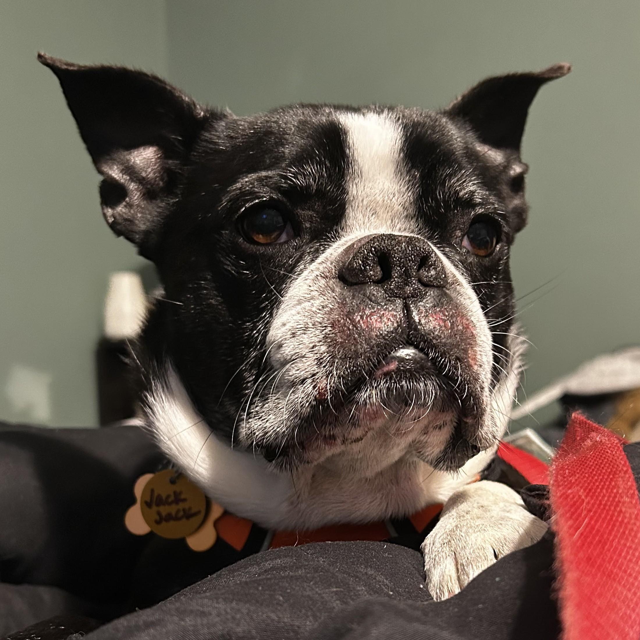 Jack Jack, Adoptable, Adult Male Boston Terrier.