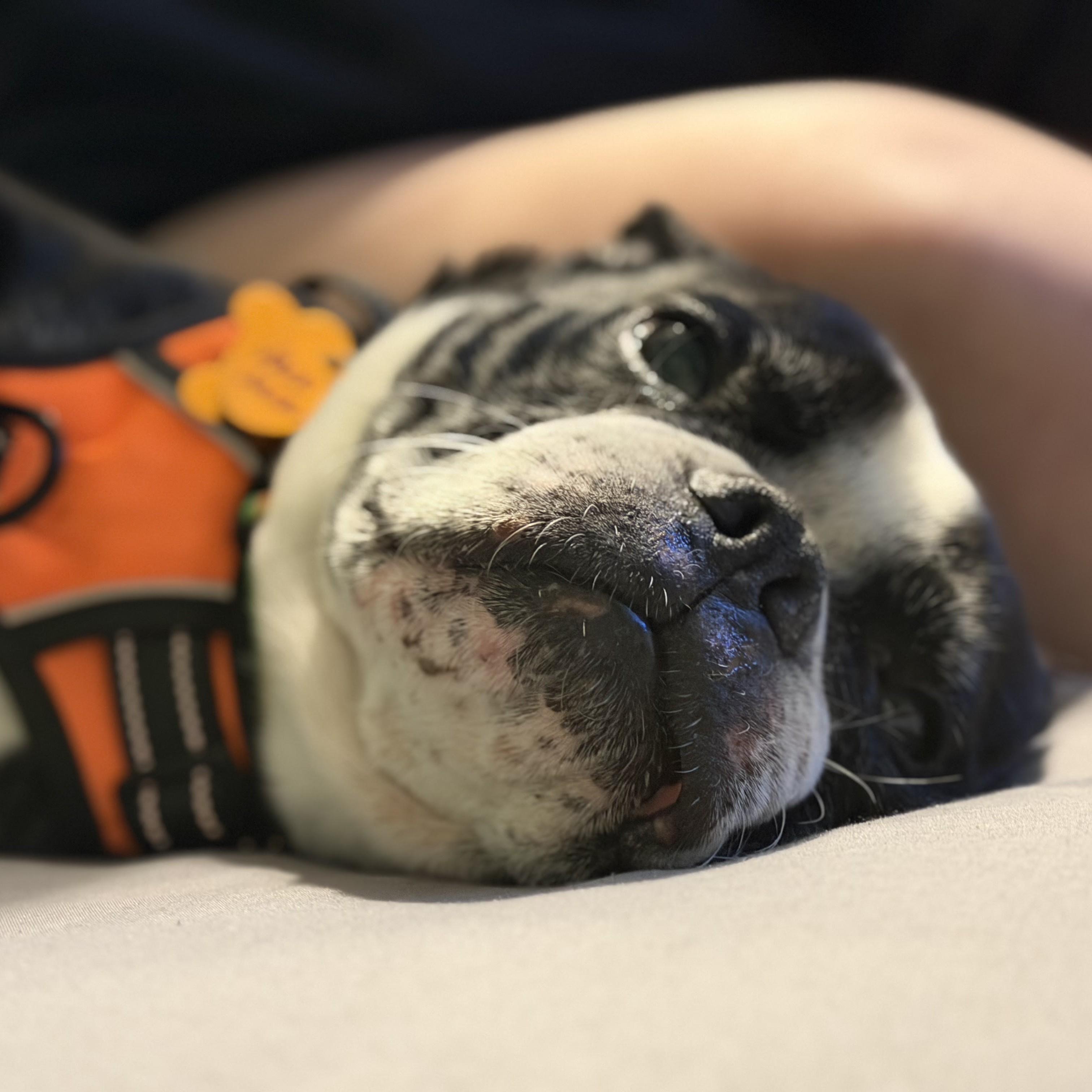 Enlarge Jack Jack, a ADOPTABLE Boston Terrier in Normal, IL image 4/5