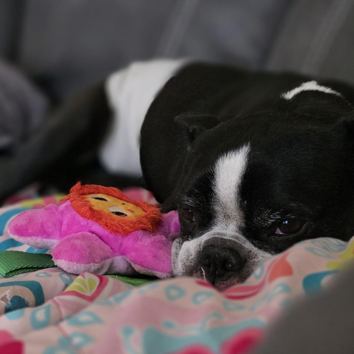 Enlarge Jack Jack, a ADOPTABLE Boston Terrier in Normal, IL image 5/5
