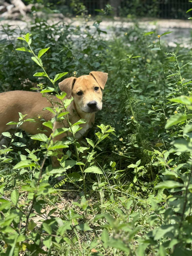 Savannah, Adoptable, Young Female Yellow Labrador Retriever & Mixed Breed.