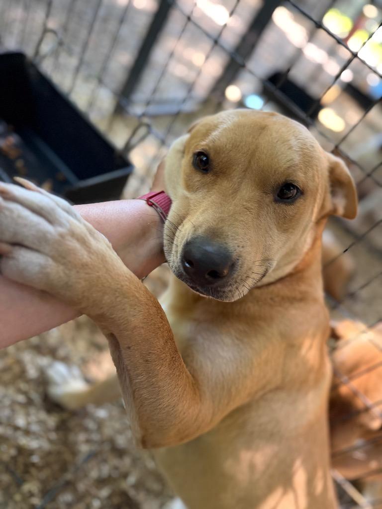 Enlarge Savannah, a Adoptable mixed breed in Waynesville, GA image 2/4