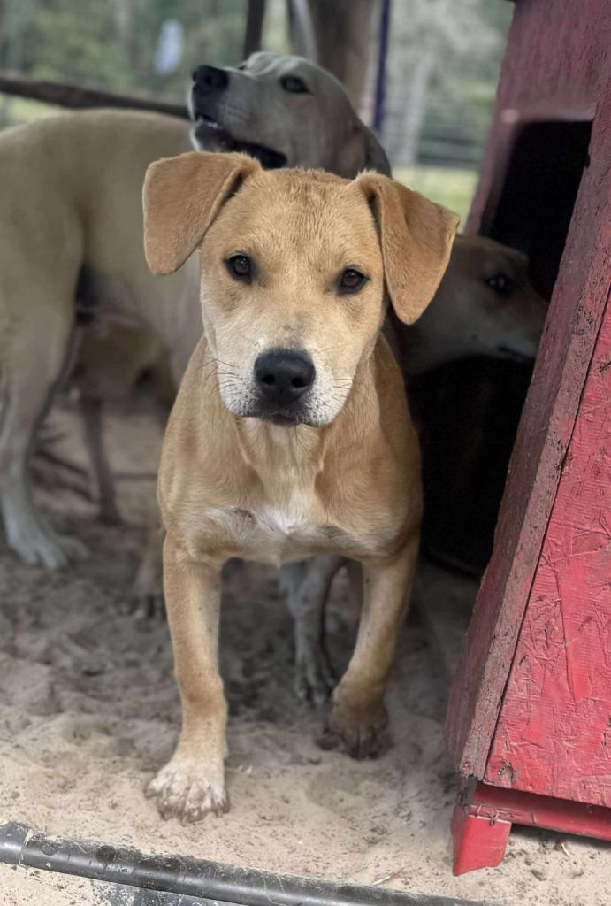 Enlarge Savannah, a Adoptable mixed breed in Waynesville, GA image 3/4