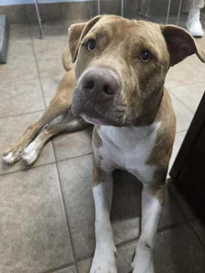 Apple Fritter thumbnail 2