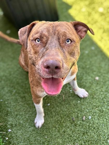 Apple Fritter thumbnail 3