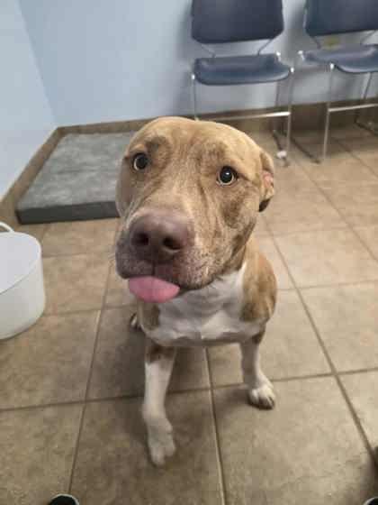 Apple Fritter thumbnail 4