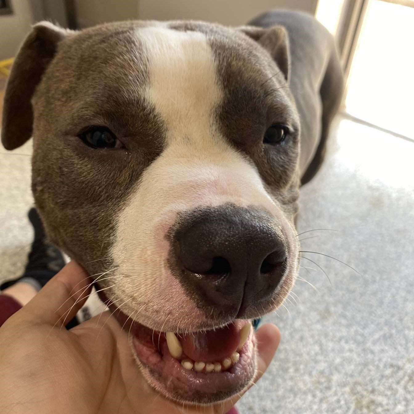 Enlarge Artie, a Adoptable Mixed Breed in Youngstown, OH image 2/3