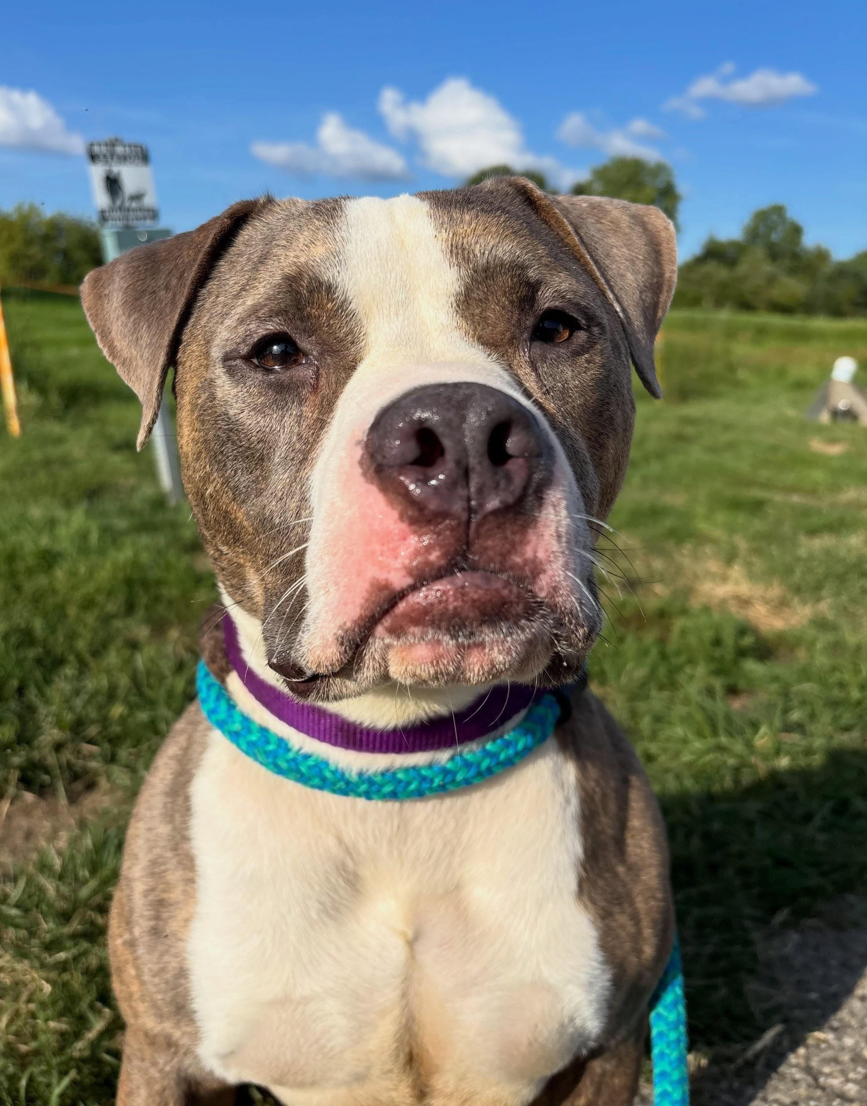 Artie, Adoptable, Adult Male Mixed Breed.