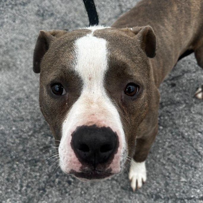 Enlarge Artie, a Adoptable Mixed Breed in Youngstown, OH image 3/3