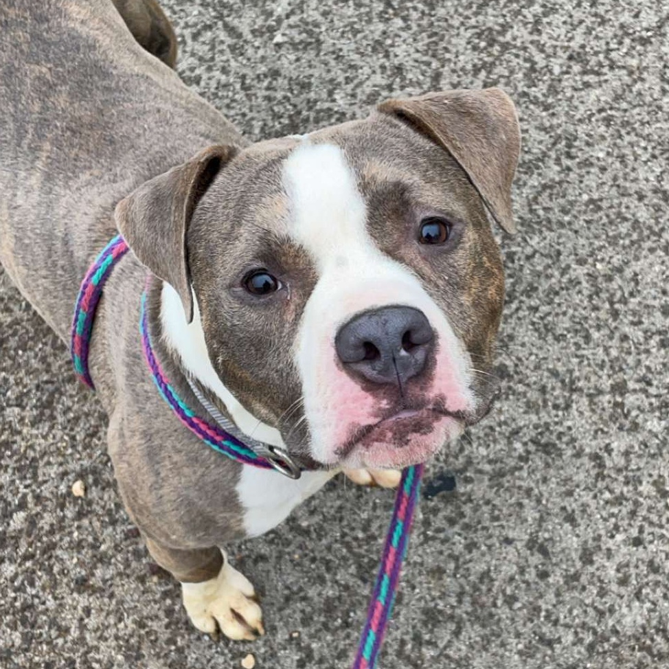 Enlarge Artie, a Adoptable Mixed Breed in Youngstown, OH image 1/3