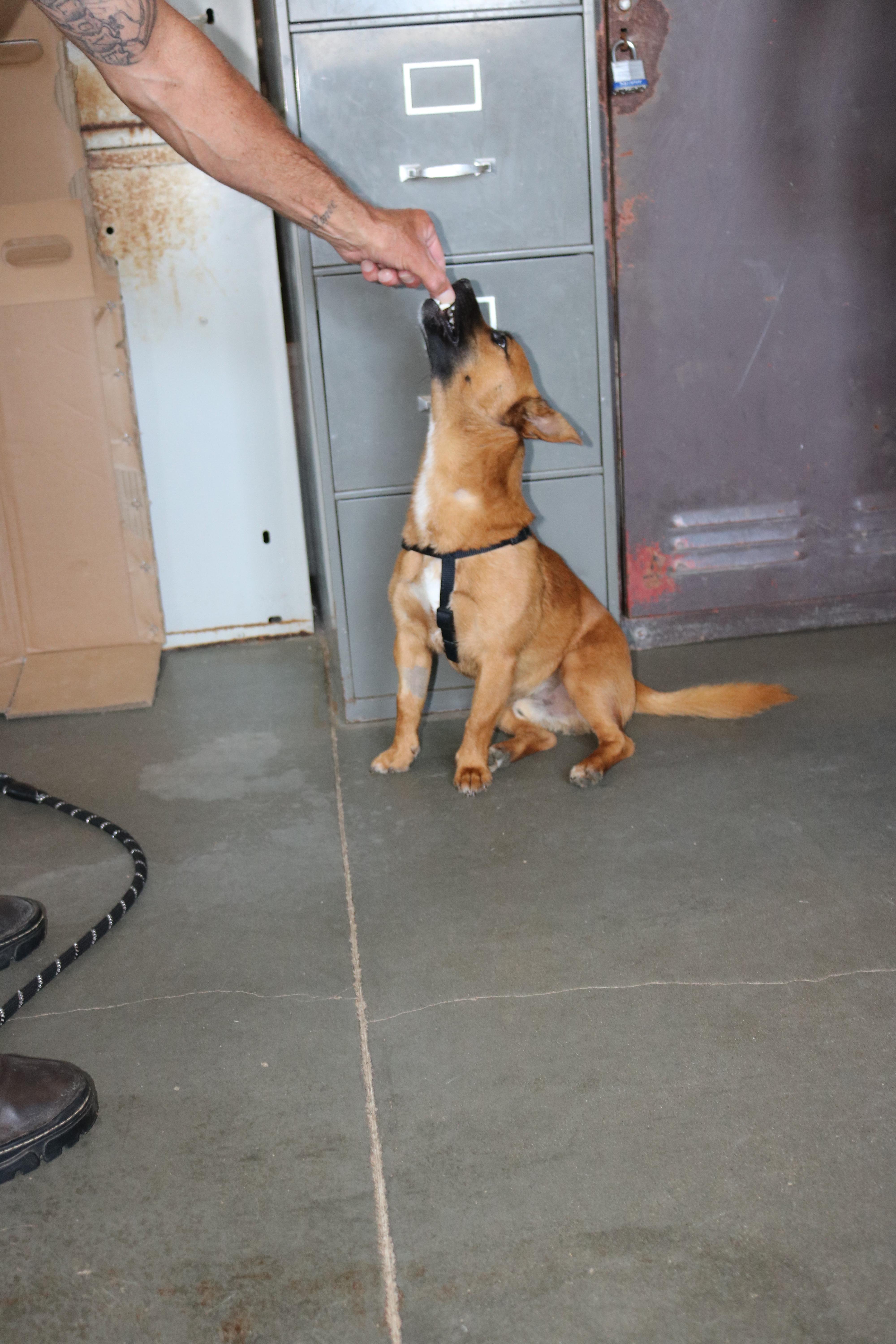 Tiko photo 5
