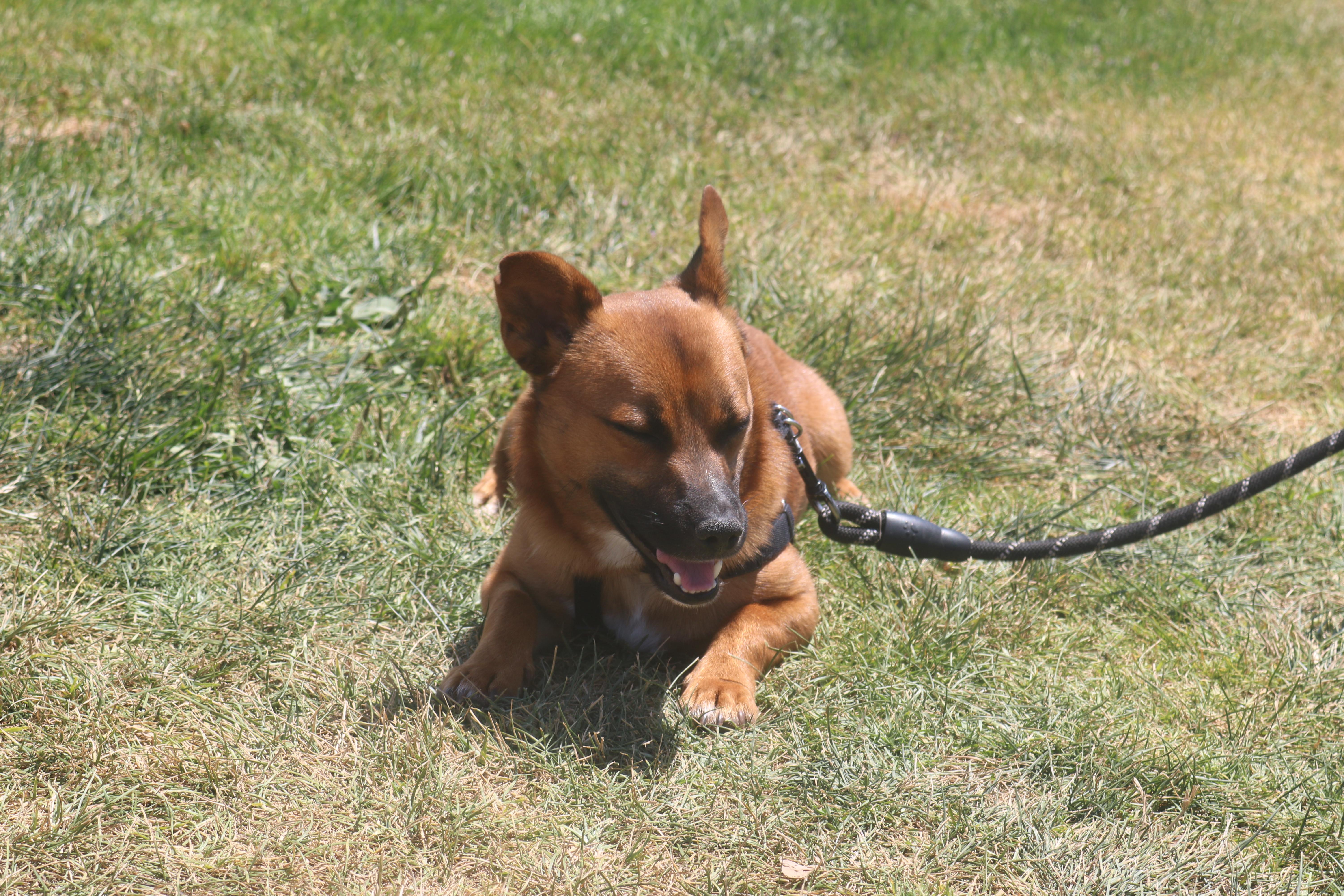 Tiko photo 2