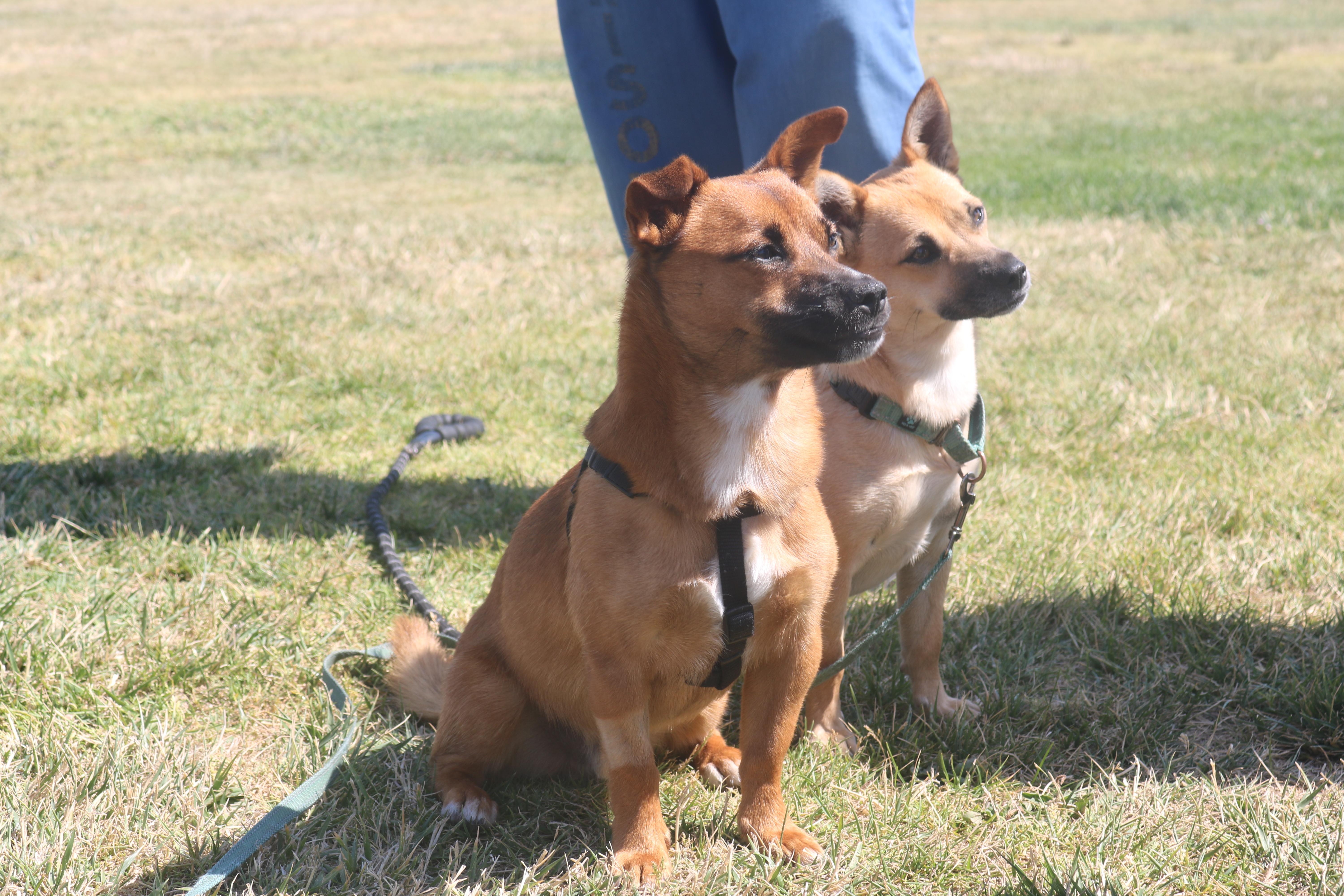 Tiko, Young Male Chihuahua