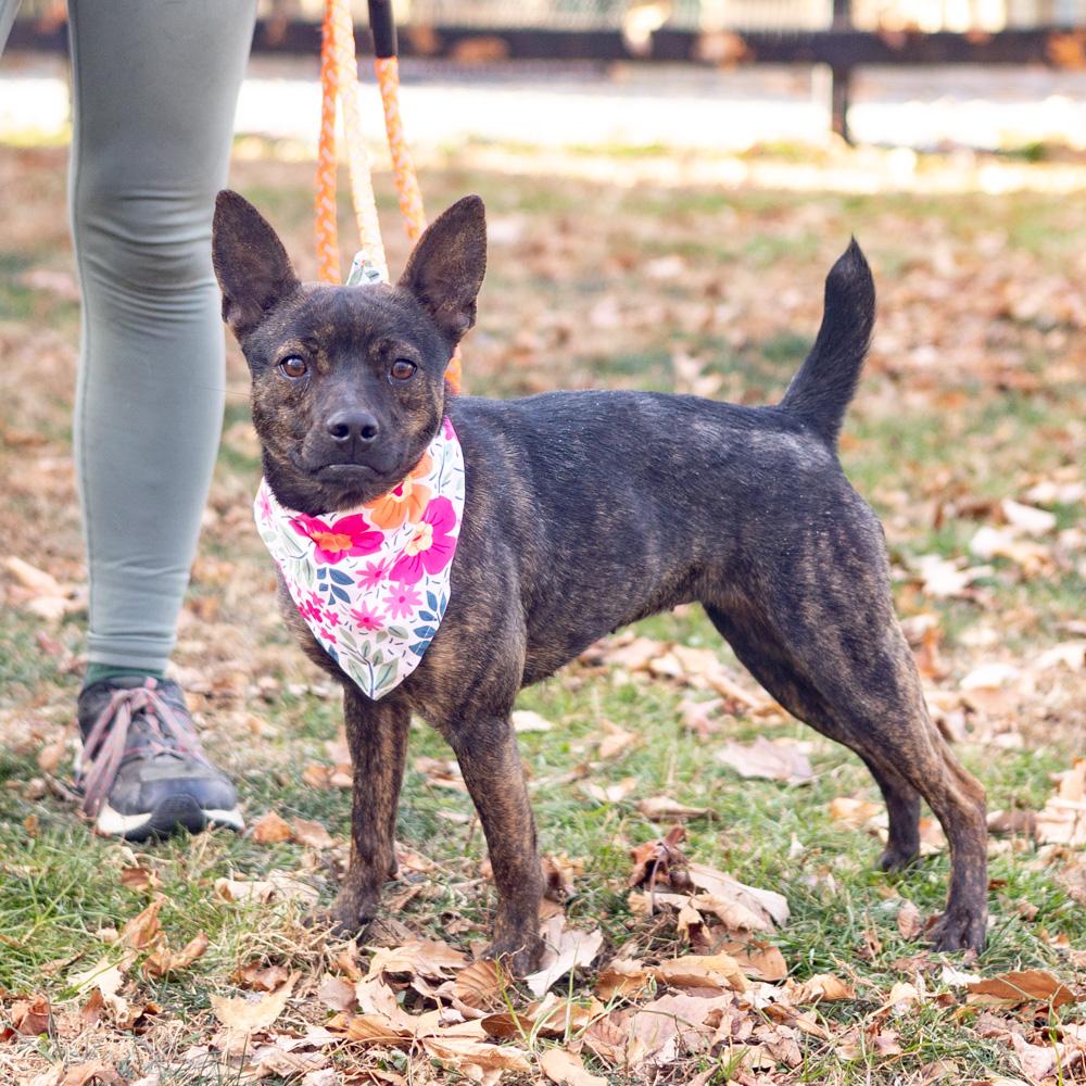 Tilly  (Female), Adoptable, Young Female Feist.