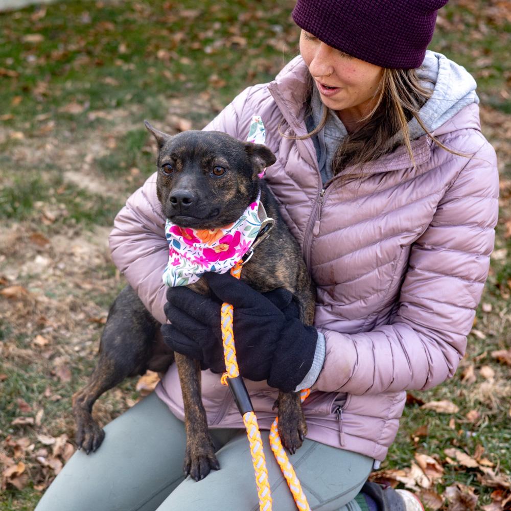 Enlarge Tilly  (Female), a Adoptable mixed breed in West Grove, PA image 2/6