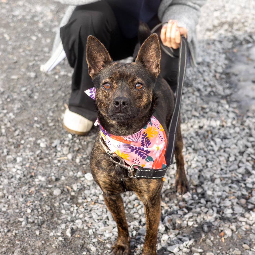 Bindi (Female), a Adoptable mixed breed in West Grove, PA image 6/6