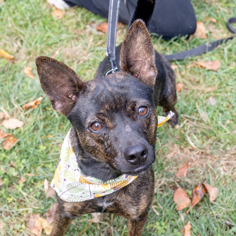Enlarge Tilly  (Female), a Adoptable mixed breed in West Grove, PA image 2/6