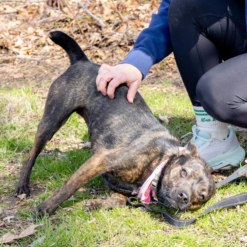 Enlarge Bindi  (Female), a Adoptable mixed breed in West Grove, PA image 5/6