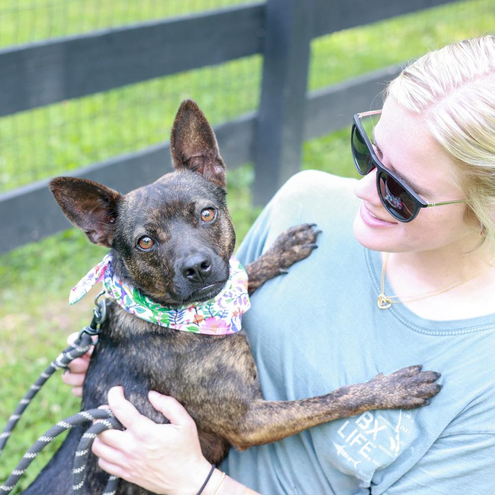 Mindy (Female), a Adoptable mixed breed in West Grove, PA image 4/6