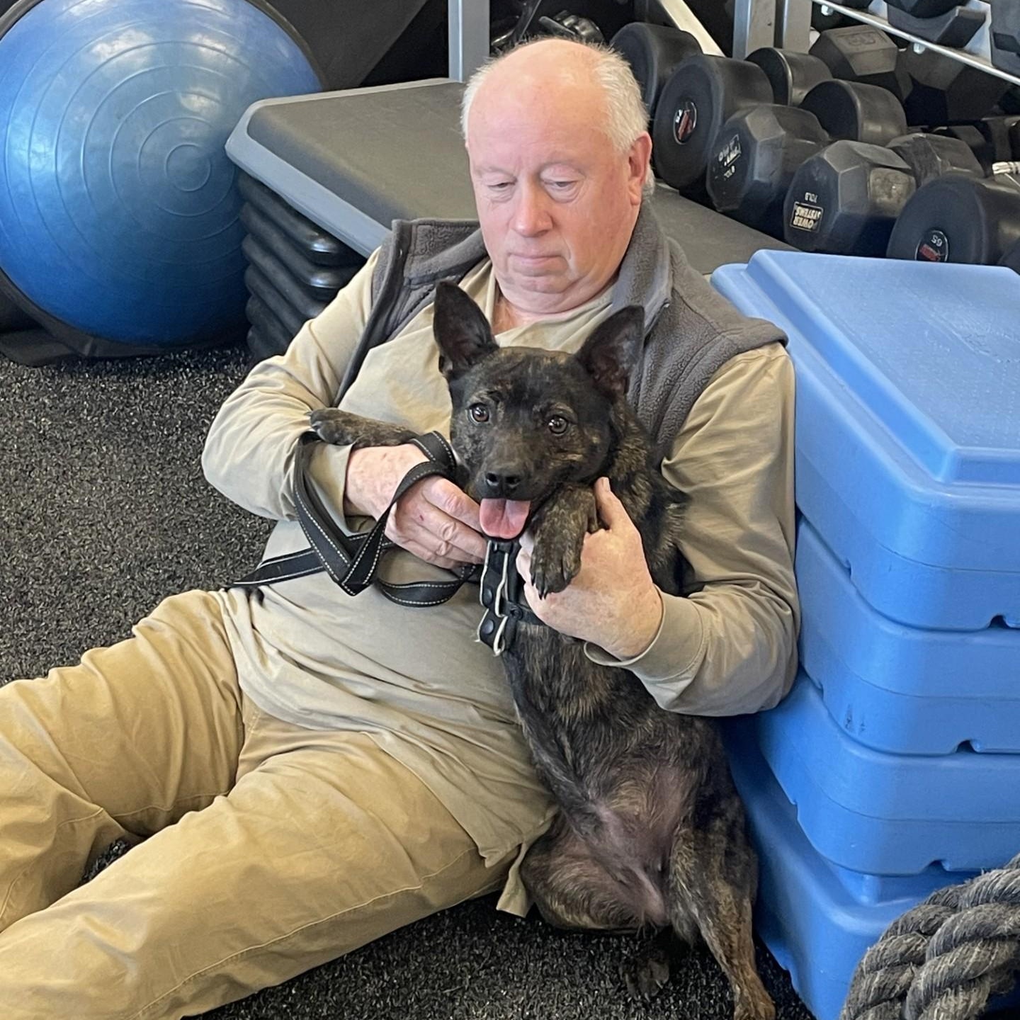 Bindi (Female), a Adoptable mixed breed in West Grove, PA image 3/6