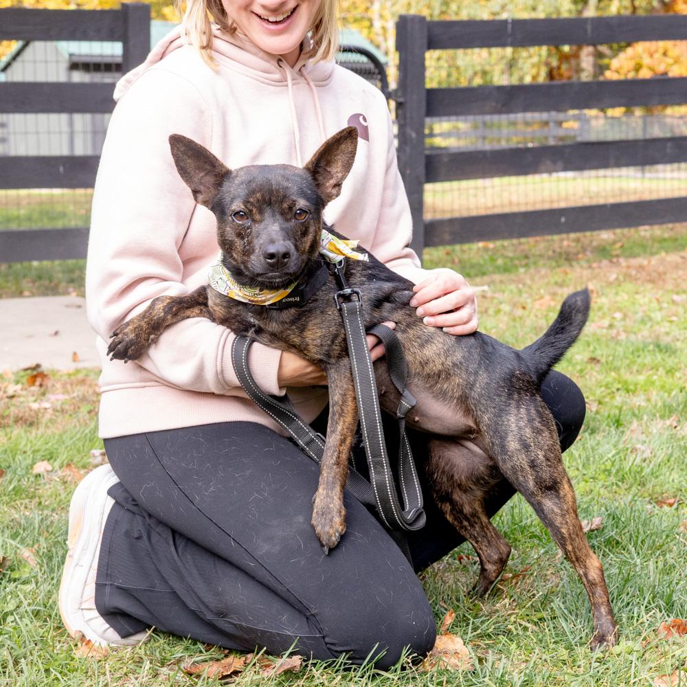 Enlarge Tilly  (Female), a Adoptable mixed breed in West Grove, PA image 3/6