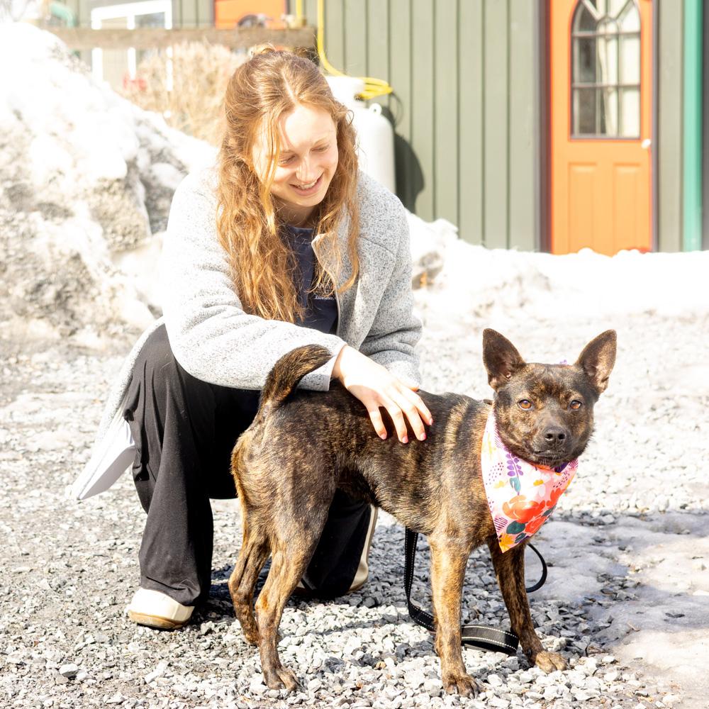Bindi (Female), a Adoptable mixed breed in West Grove, PA image 2/6