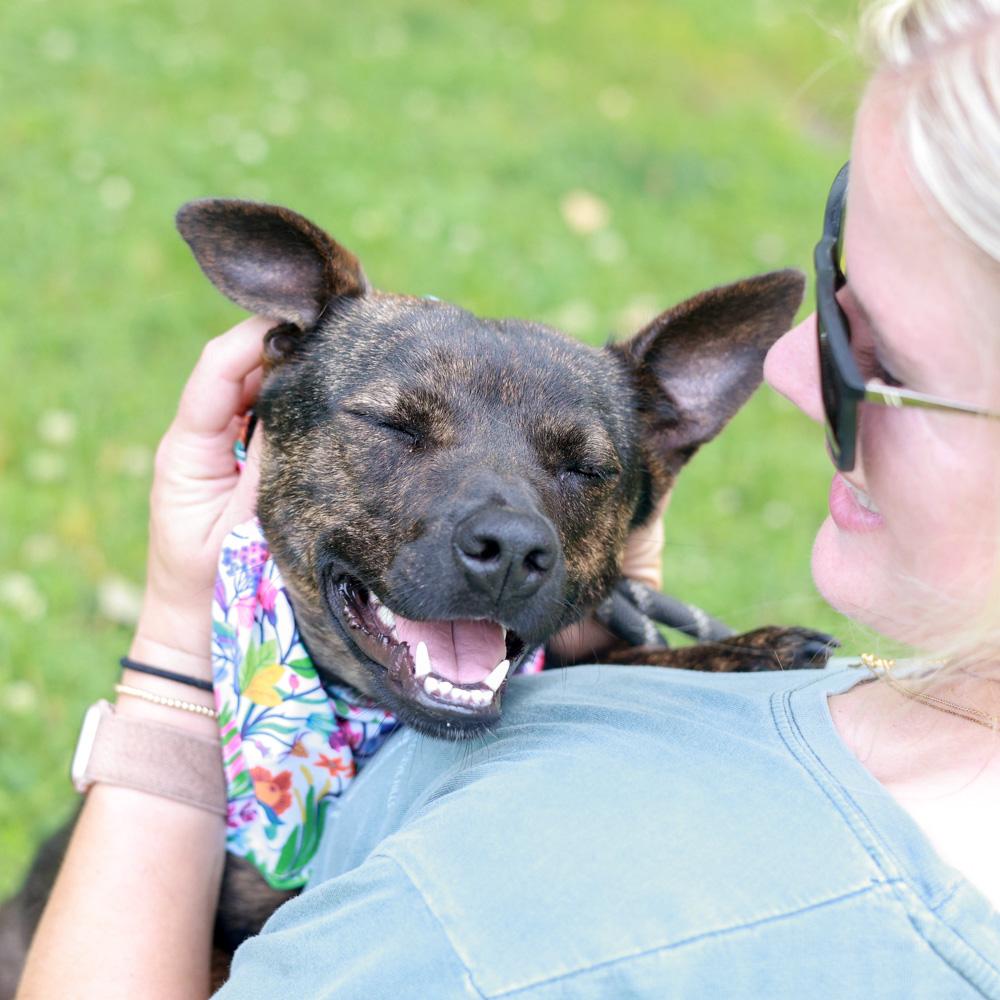 Mindy (Female), a Adoptable mixed breed in West Grove, PA image 2/6